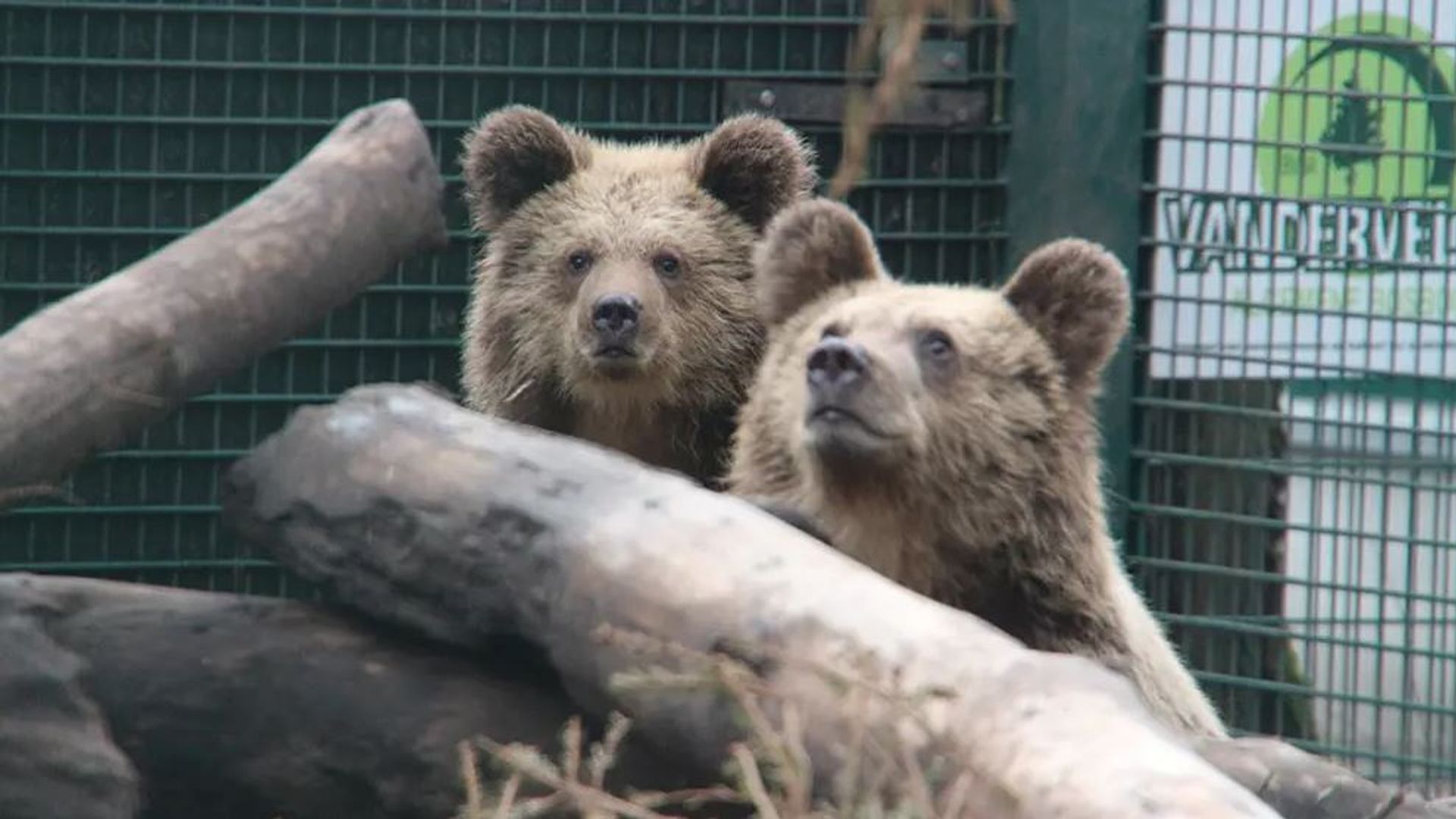 Two young bears escape from enclosure in Devon... and devour a week's worth of honey