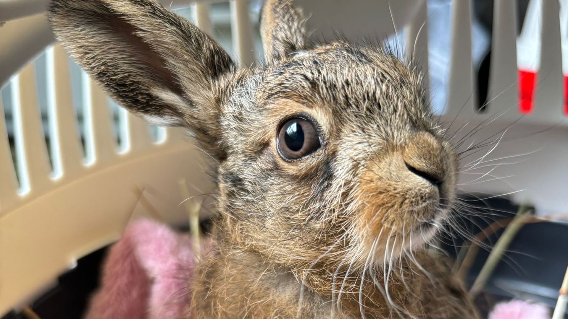 'Miracle' baby hare delivered using penknife in dramatic roadside birth