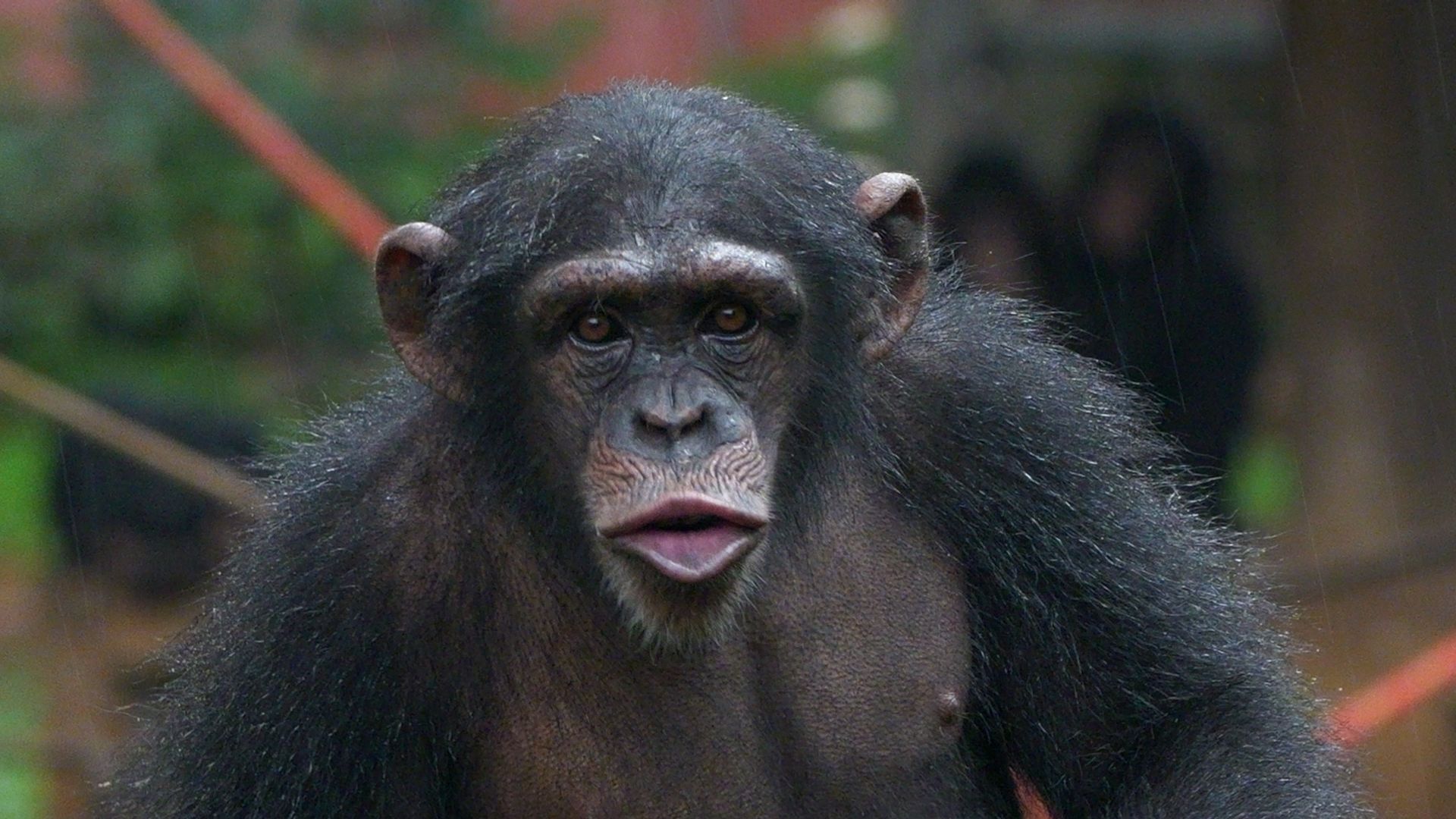 Peaceful sanctuary for traumatised chimps threatened by illegal human land grab