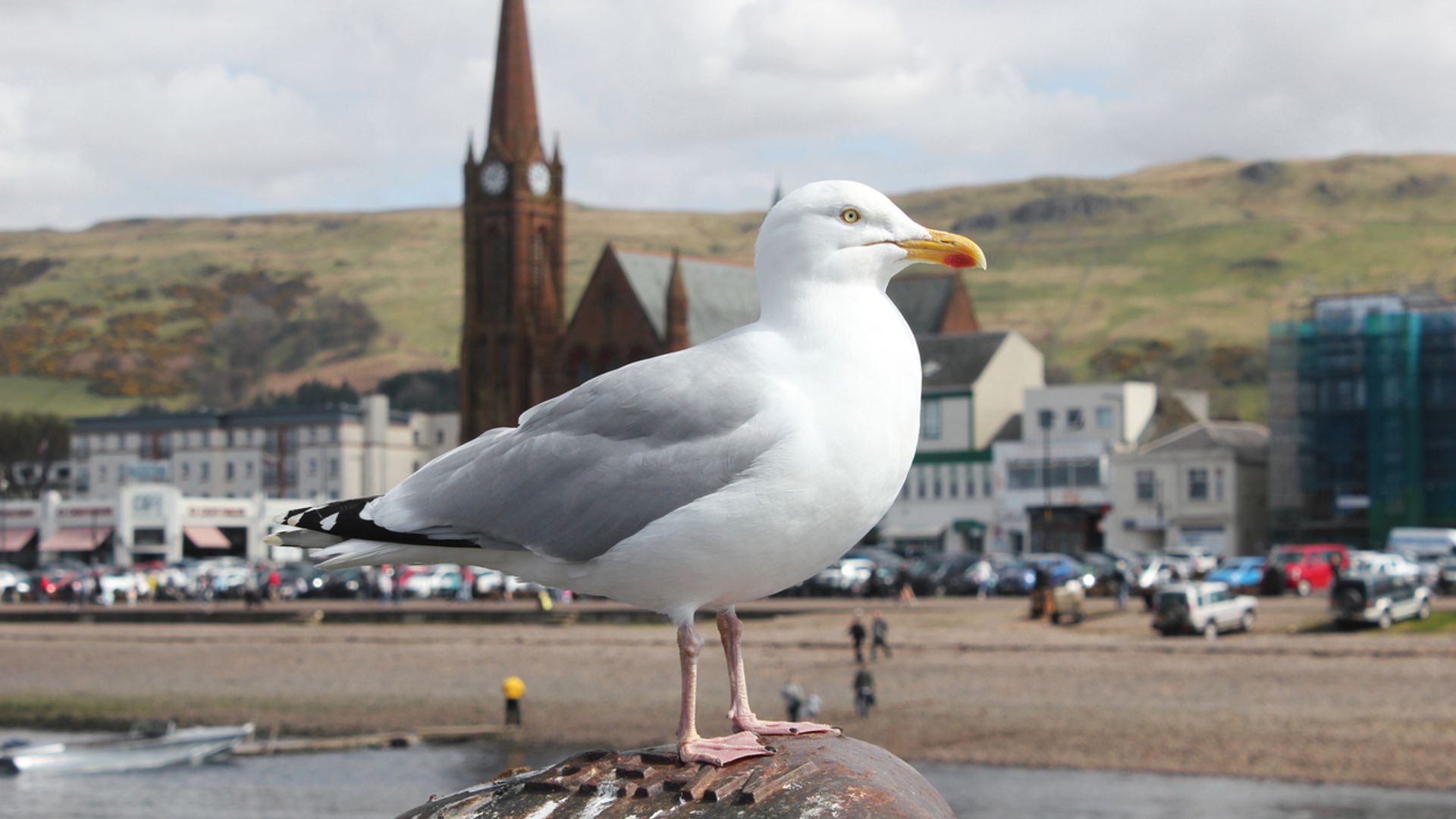 Calls for Scotland-wide seagull summit amid warnings someone could be killed
