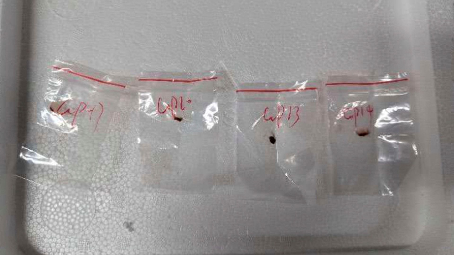 Chinese nationals accused of smuggling 'agroterrorism' fungus into US