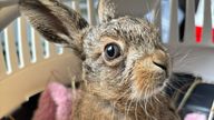 Bruno the baby hare.
Pic: Scottish SPCA /PA