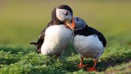 Two Puffins. Pic: iStock