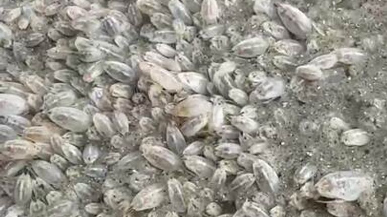 These are tiny crustaceans that live on sandy beaches and emerge at night to feed on decaying seaweed. They are not harmful to humans. 

