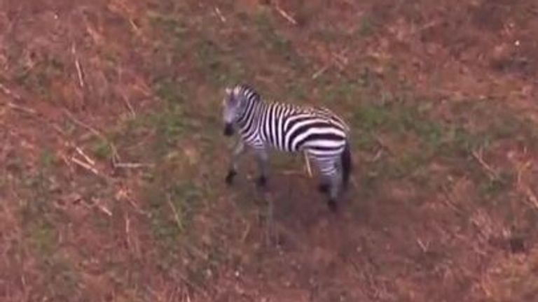Local media have reported that the owners have been notified and are working on a best plan of action to safely trap the animal. 

