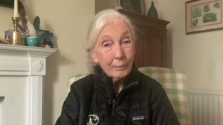 Jane Goodall.