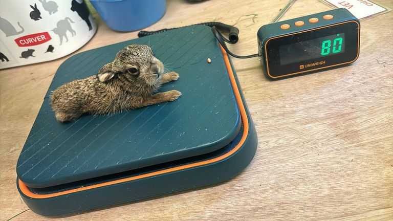 Bruno the baby hare.
Pic: Scottish SPCA /PA