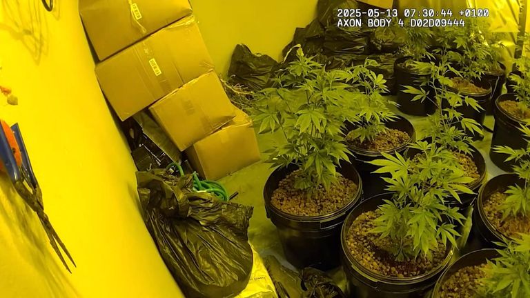 Cannabis farm Milam package 