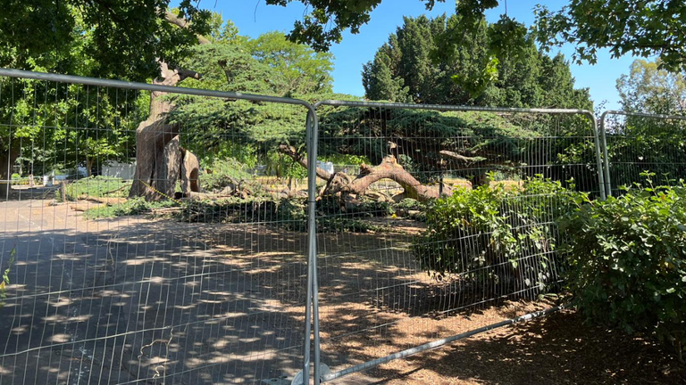 The tree, which partially collapsed at Chalkwell Park, has been cordoned off