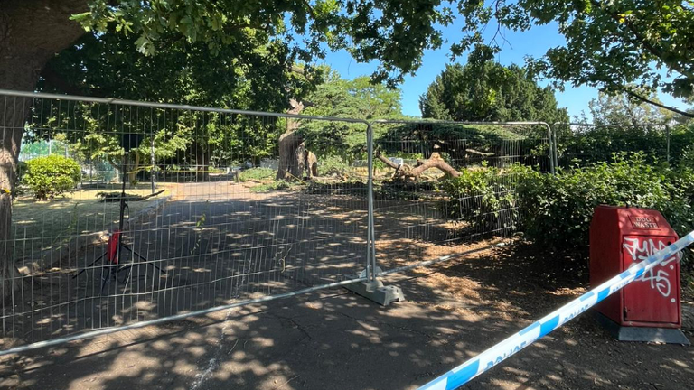 Collapsed tree at Chalkwell Park, Southend
