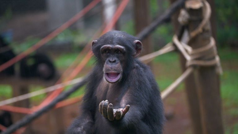 A chimpanzee