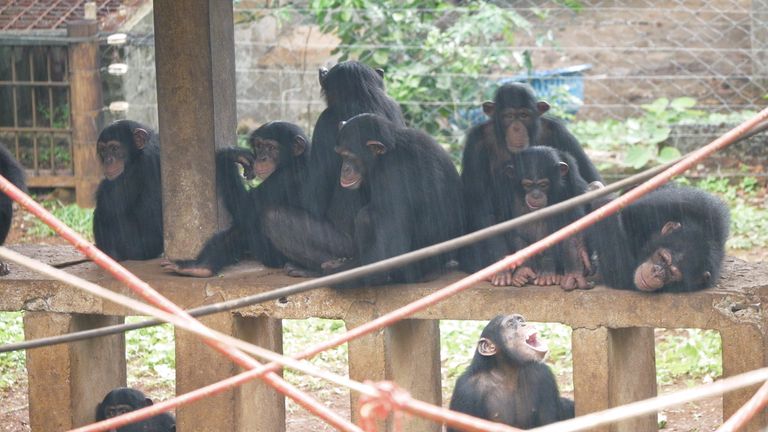 Chimpanzees