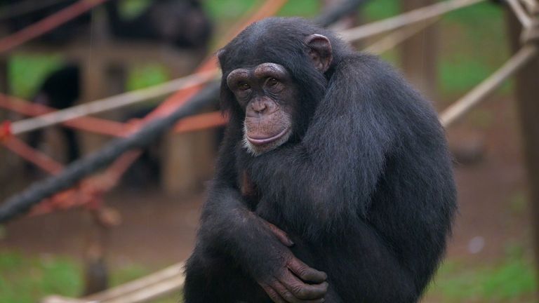 A chimpanzee