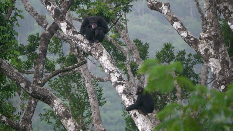 Chimpanzees