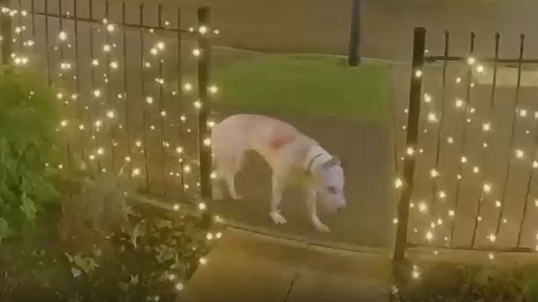 O tecido da câmera Fedames mostrou firmemente o cachorro de Pearson para se mover com força. Foto: policial de Thames Valley Tham