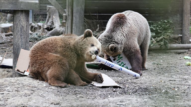 Mish and Lucy. Pic: Wildwood Trust