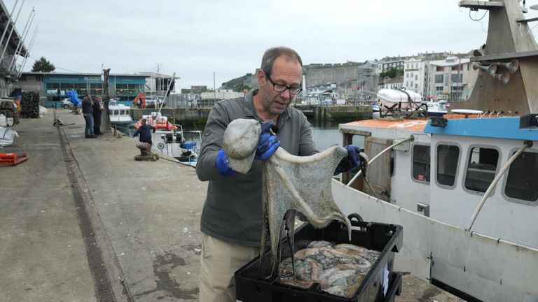 Octopuses, sharks and tuna that are booming in the sea around the UK could be part of a fundamental shift in the marine environment