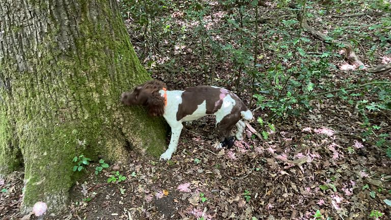 A police dog is used during searches conducted by officers. Pic: West Midlands Police
