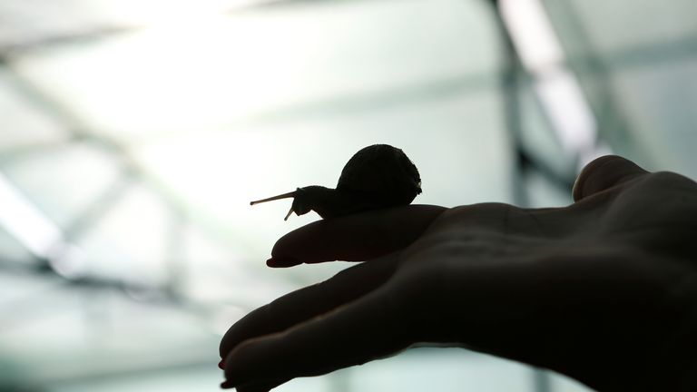 A snail is seen crawling on a hand at a snail farm in the village of Sadovoye, Stavropol region, Russia December 28, 2019. REUTERS/Eduard Ko