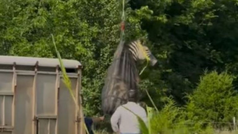 Ed was recaptured and airlifted to an animal trailer. Pic: Rutherford County Sheriff's Office 