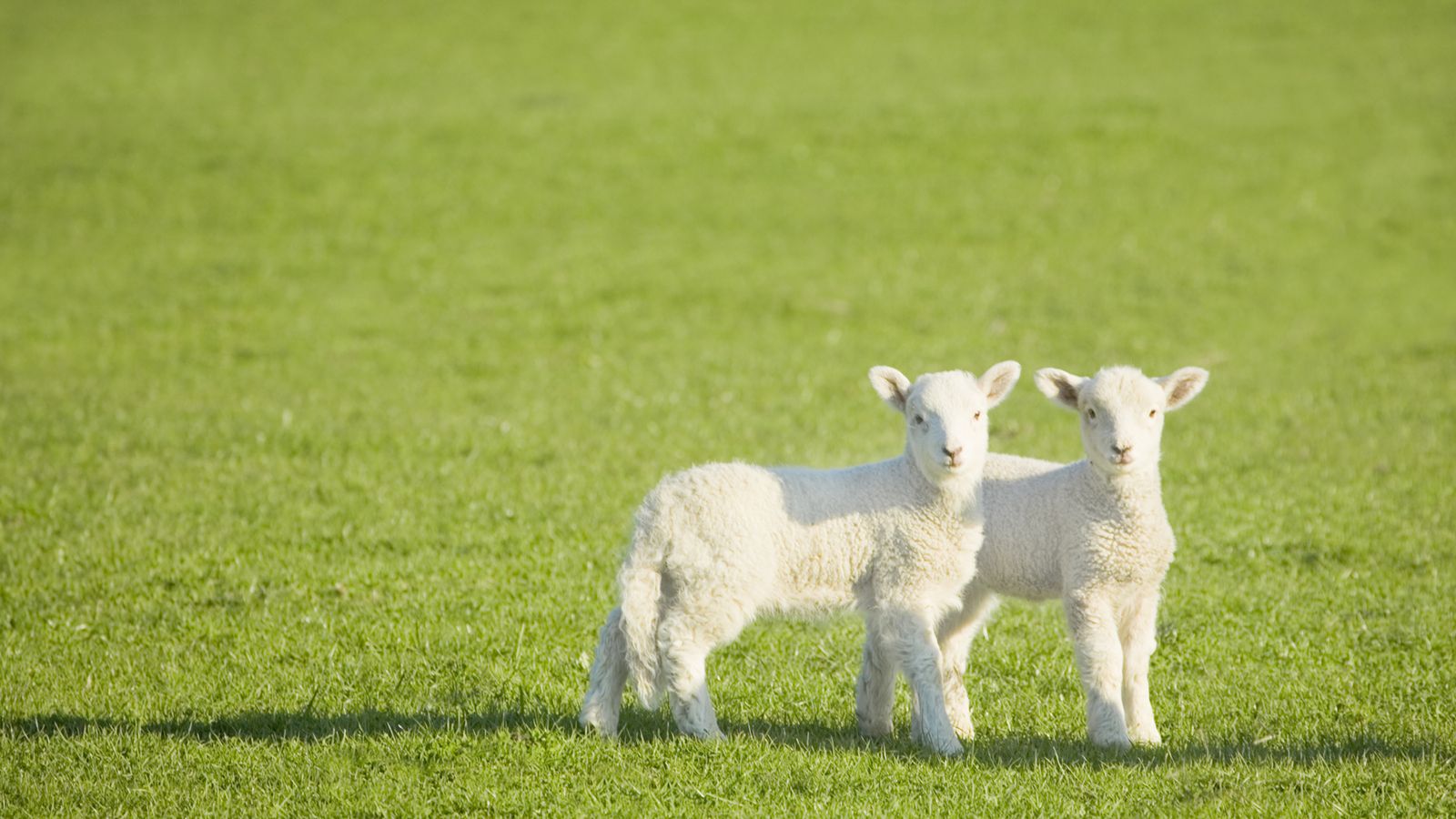 Farm visitors in Wales told not to hug lambs after disease outbreak