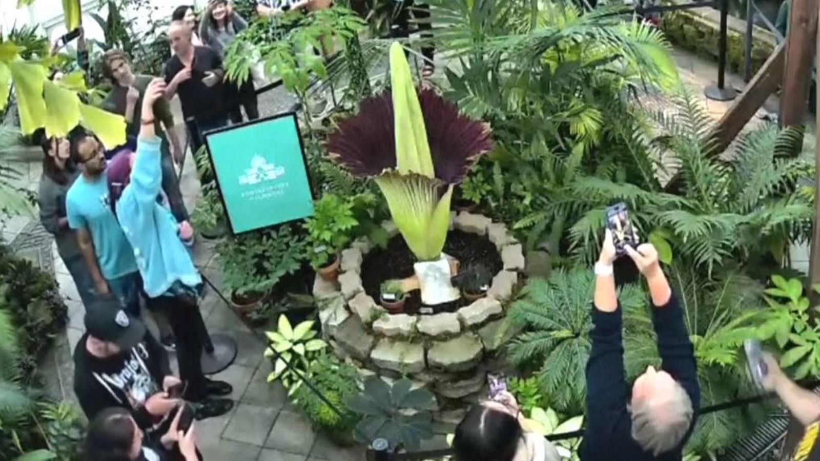 Corpse flower that smells like rotting meat begins rare bloom in San Francisco