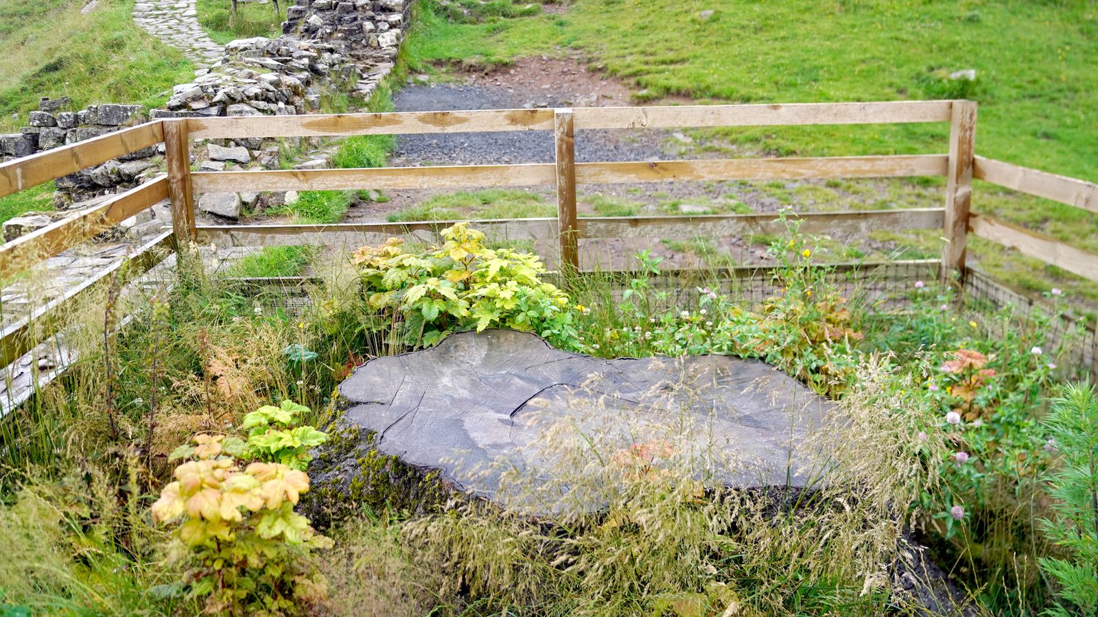 Sycamore Gap tree stump 'showing signs of life' as men face sentencing for felling landmark