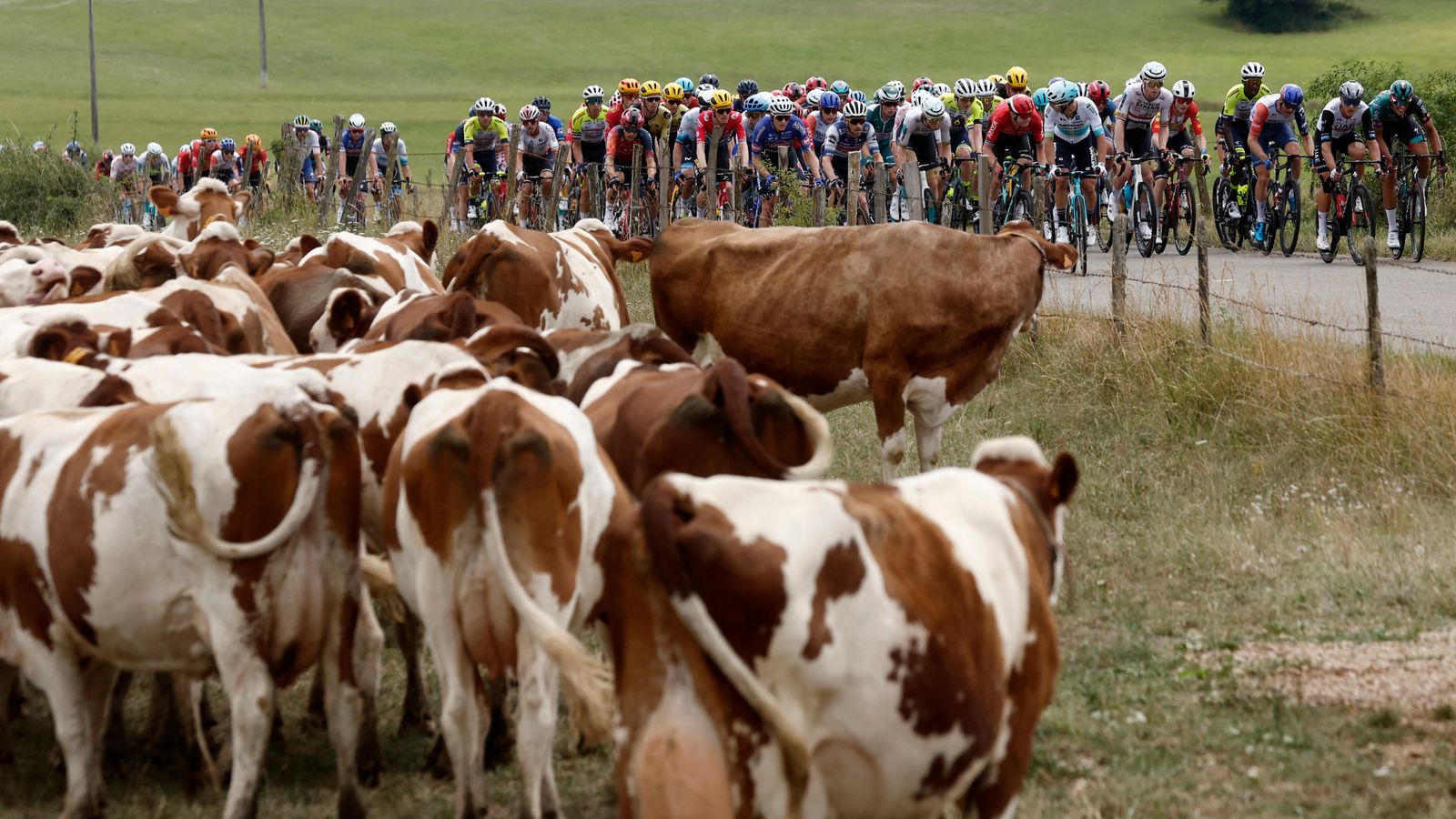Tour de France shortens stage to avoid diseased cows