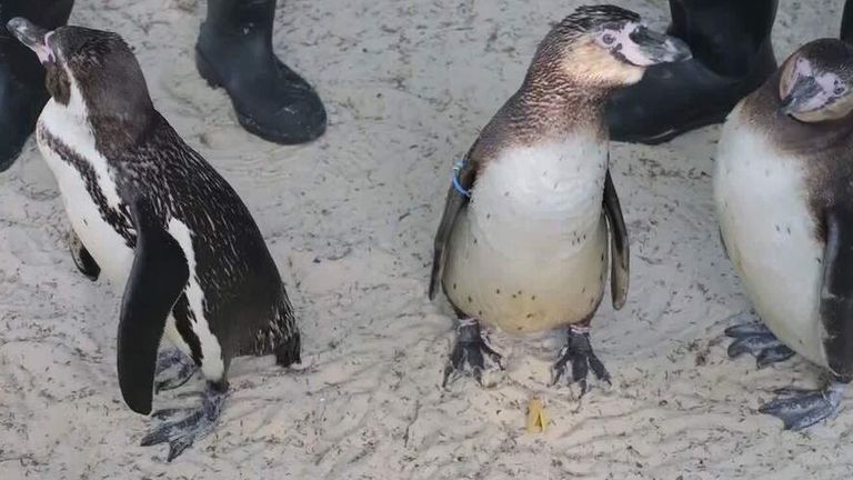 Penguins at London Zoo