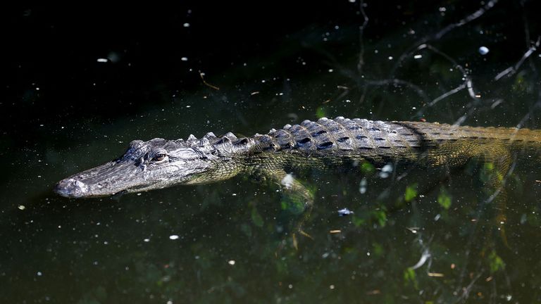 An alligator swims in water at the entrance road of a temporary migrant detention centre, informally known as "Alligator Alcatraz", 