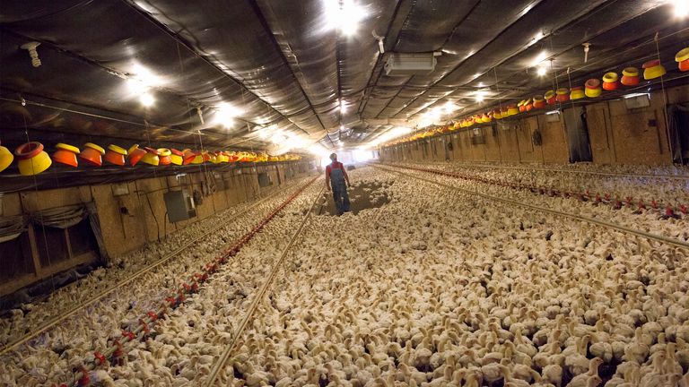 US poultry welfare is lower than the UK, with much more intensive farming that means the meat has to be washed with antimicrobials. Pic: AP