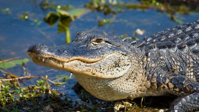 https://e3.365dm.com/25/07/768x432/skynews-florida-alligator_6954378.jpg?20250701115125