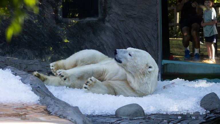 A polar bear rests on ice cubes at Prague Zoo in Prague, in Prague, Czech Republic, July 1. Pic: Reuters