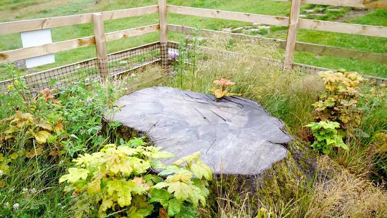 七月,人们发现梧桐树桩上长出了新芽。图片:PA