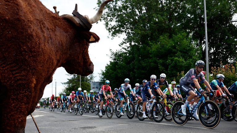 A cow looks at Tour de France cyclists going past in 2024. Pic: Reuters/Stephane Mahe