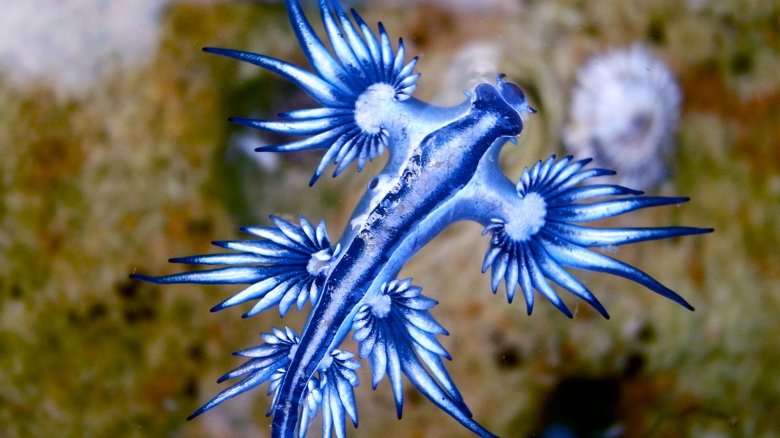 Blue dragon: Beaches closed in southern Spain over poisonous sea creature