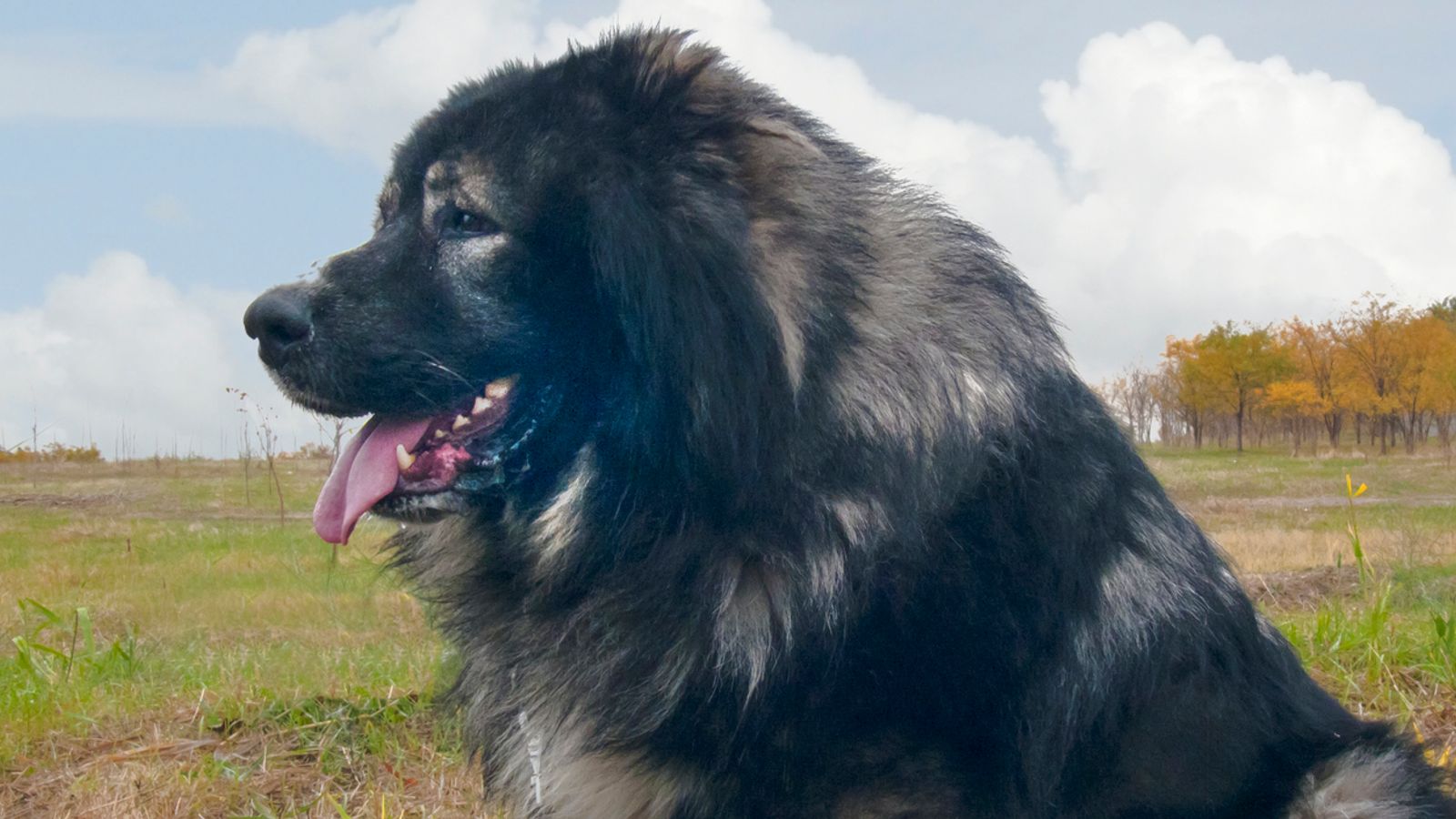 Six injured after Leicestershire dog attacks