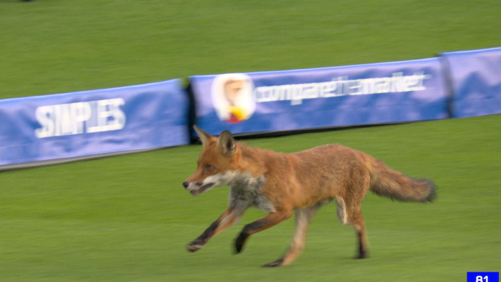 Fox runs onto Lords pitch stopping cricket match | News UK Video News ...