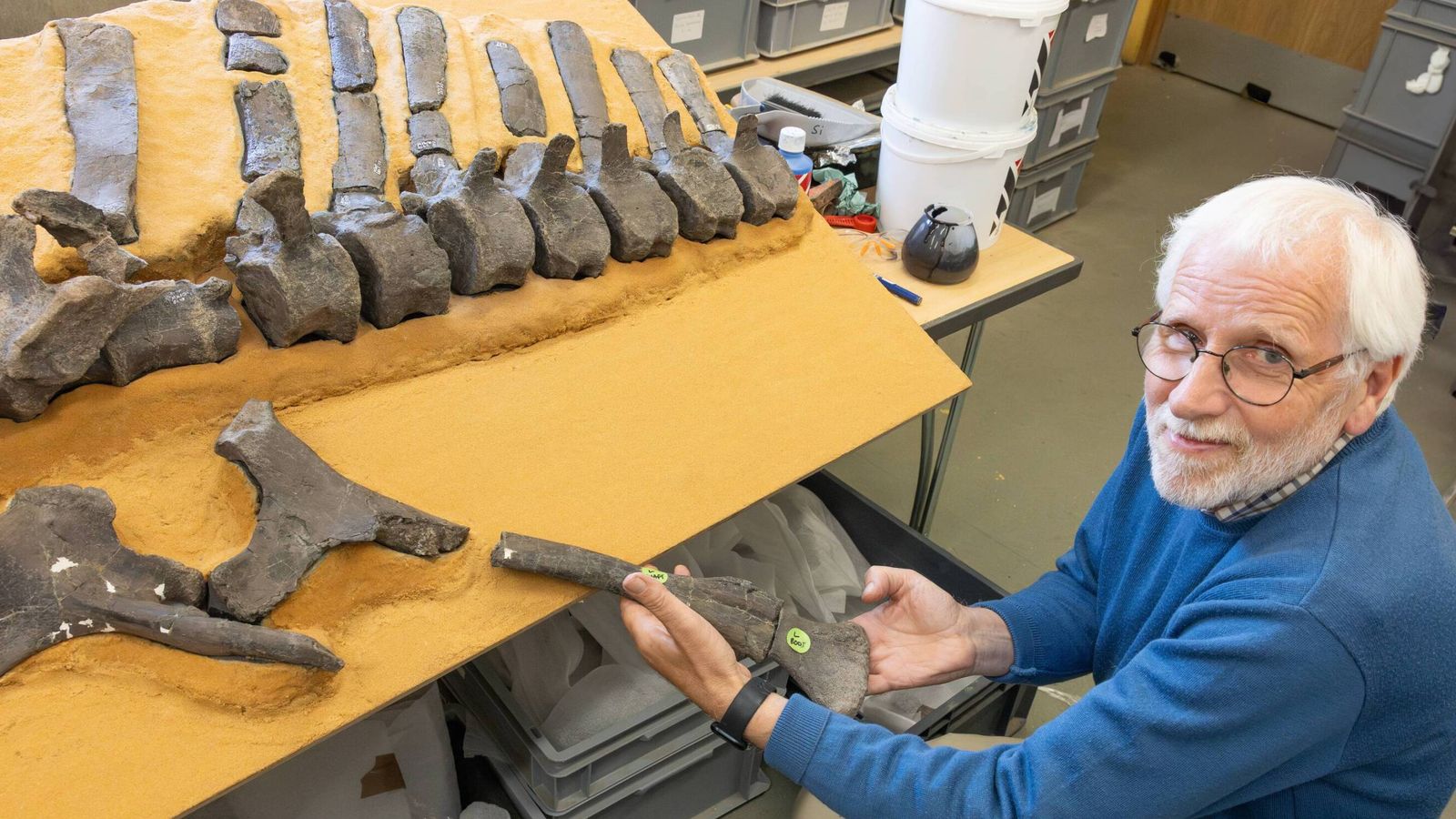 New dinosaur named after record-breaking yachtswoman