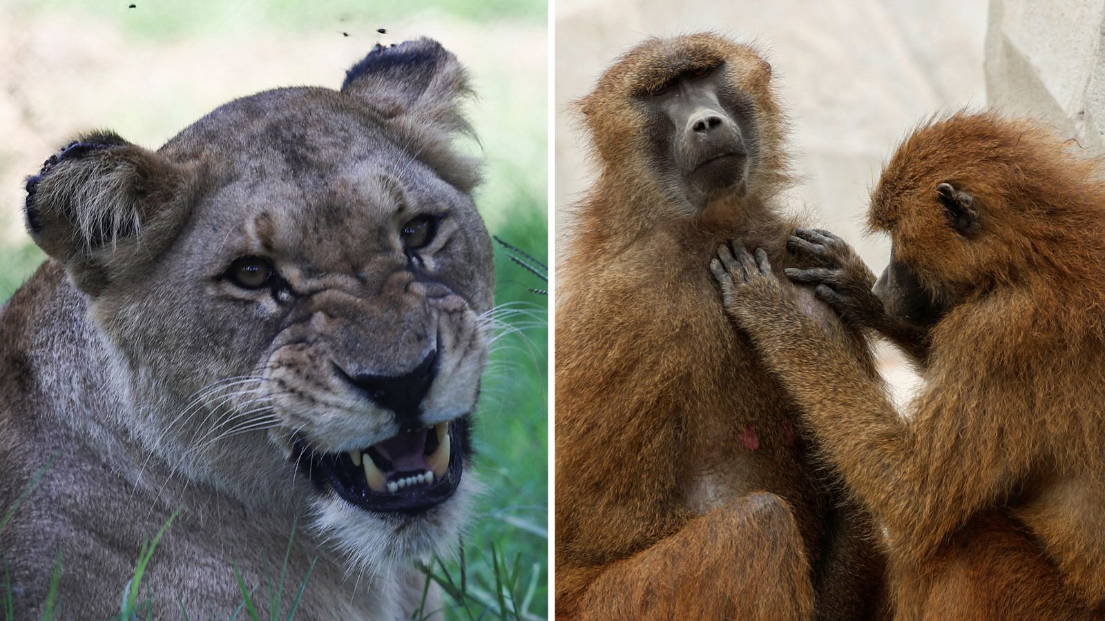 Zoo staff face death threats for feeding baboon remains to lions