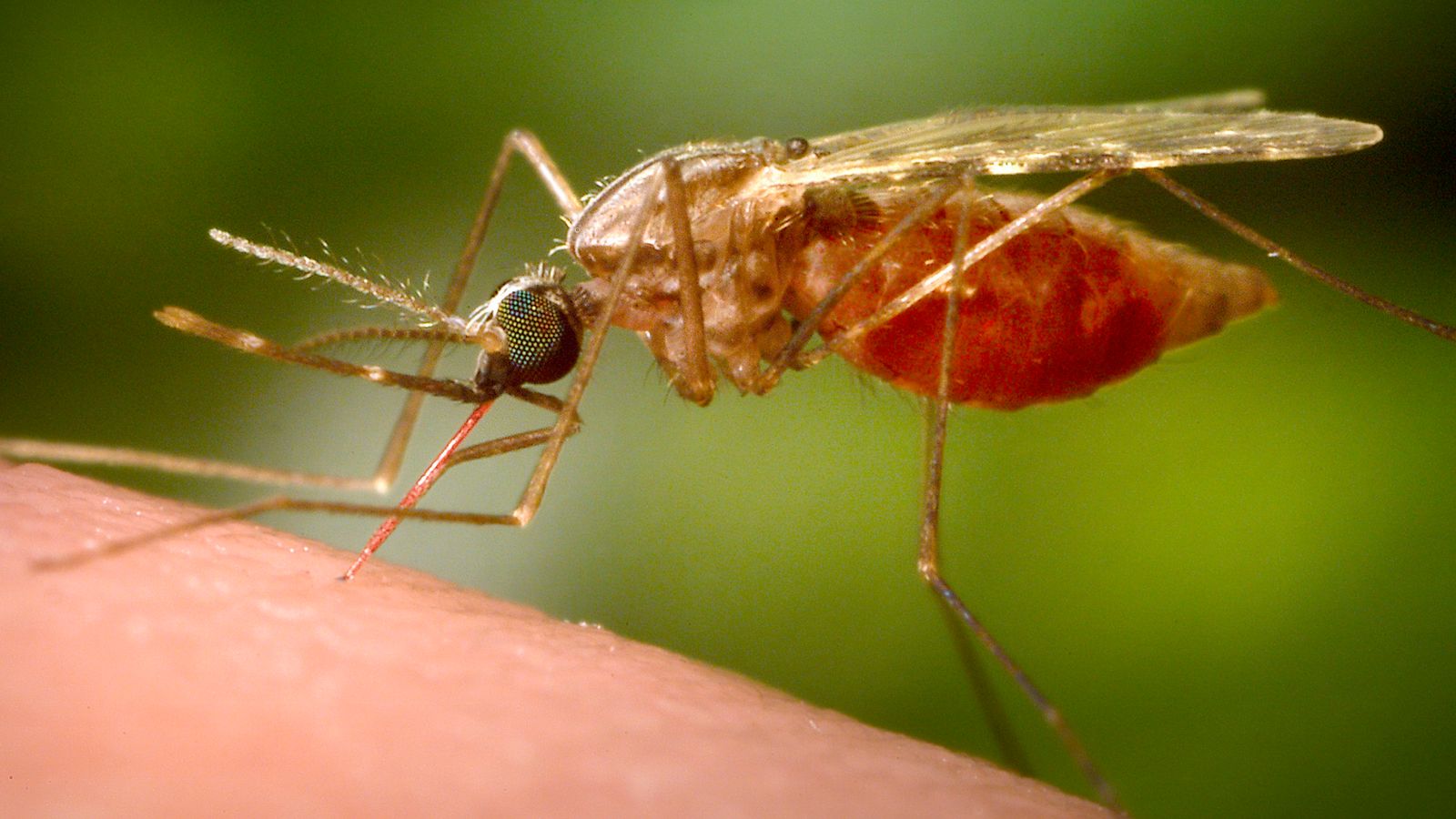 Thousands fall ill with mosquito-borne chikungunya virus in China