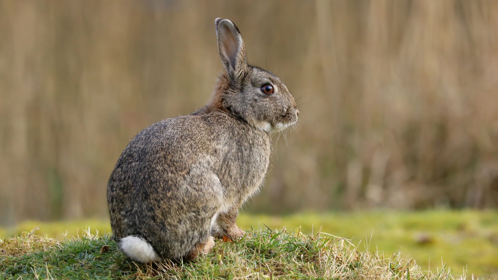 Pictures of ‘zombie-rabbits’ with twisting black horns go viral – so are they real?