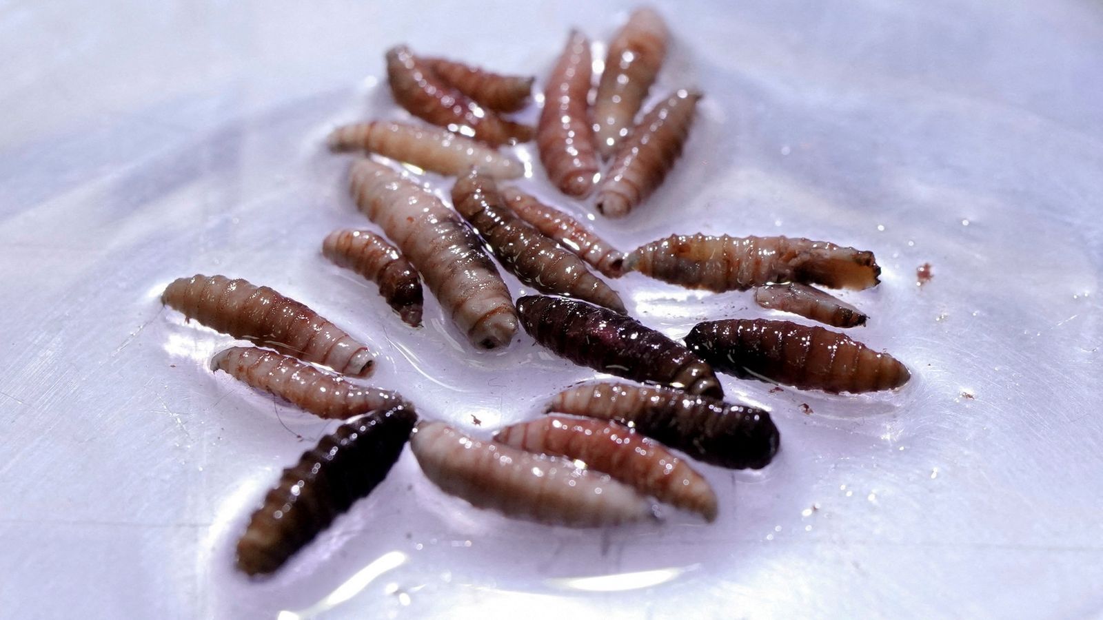 Flesh-eating screwworm parasite detected in person in US for first time