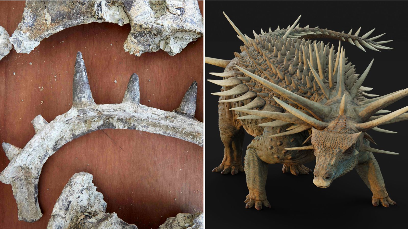 'Crazy spikes', a tail weapon, and bone shields: New fossils reveal dinosaur's amazing armour