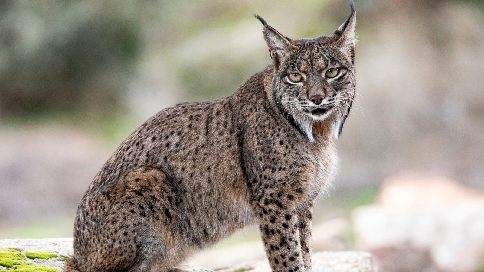 Denmark zoo asks people to donate unwanted pets as food for its predators