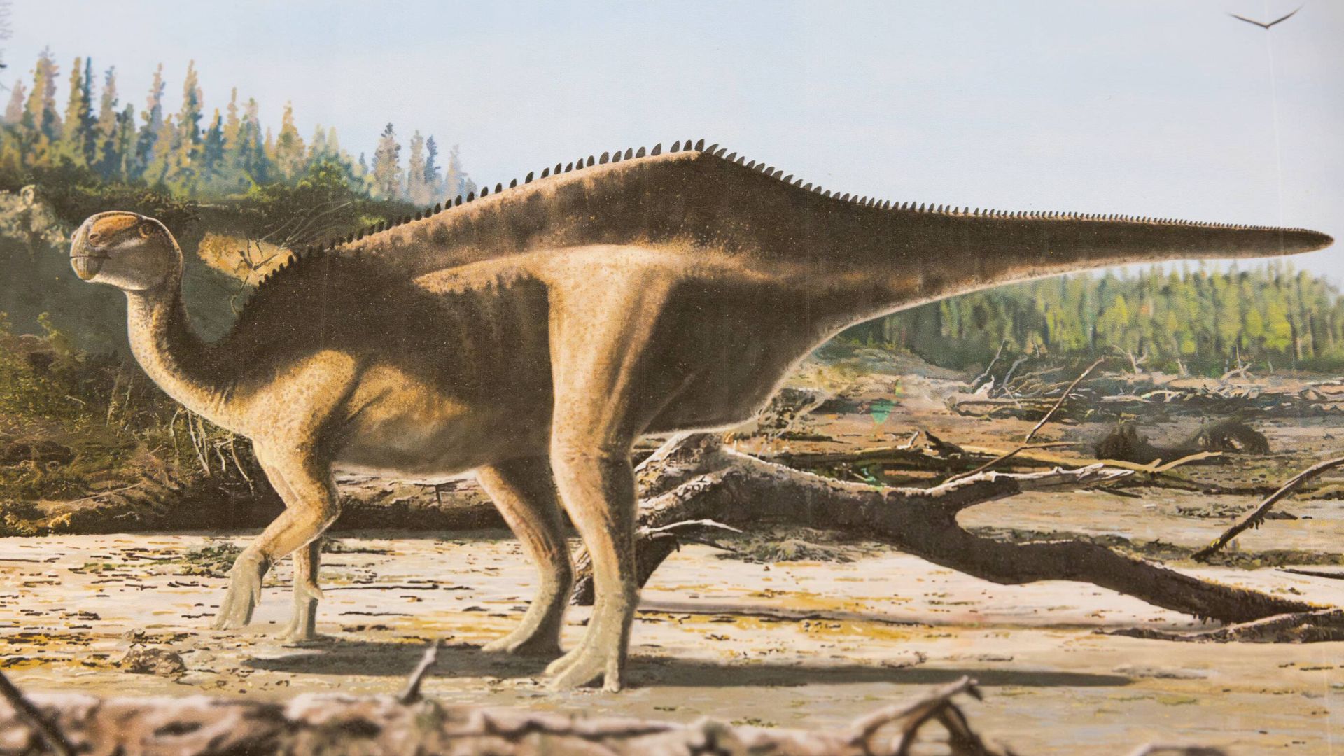 New dinosaur discovered
