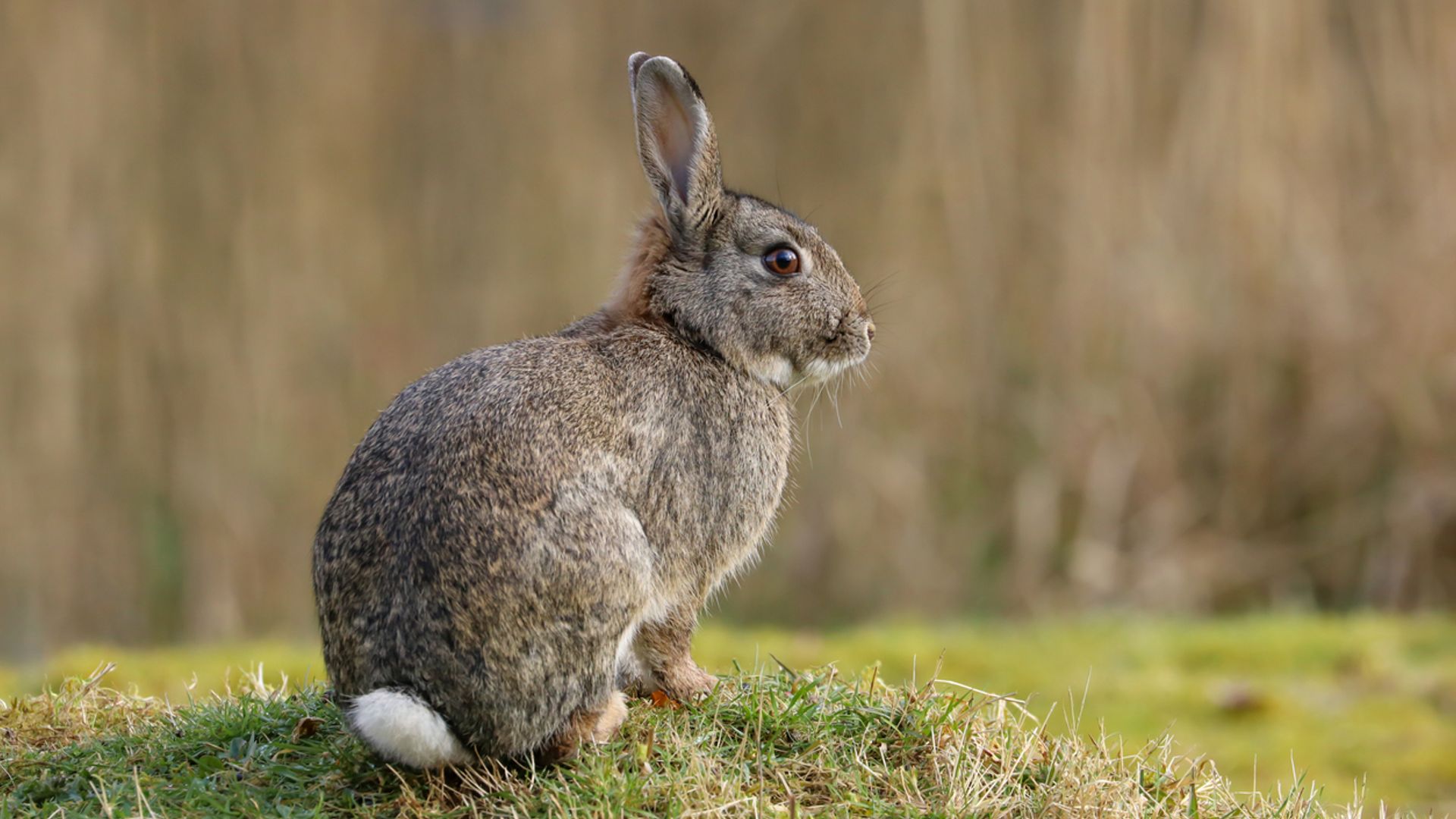 You might have seen pictures of 'zombie rabbits' going viral - and yes, they're real. Here's what's up