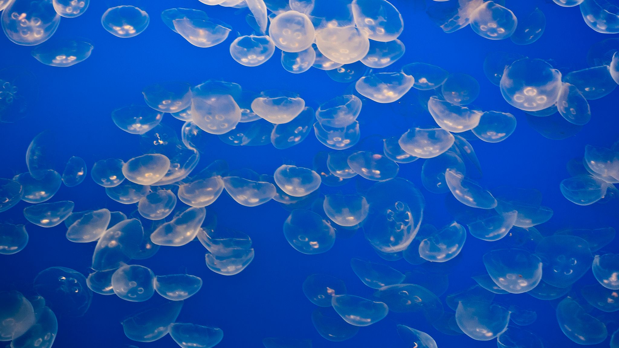 Exploding Jellyfish 'Massive and unpredictable' swarm of jellyfish shuts down nuclear plant ...