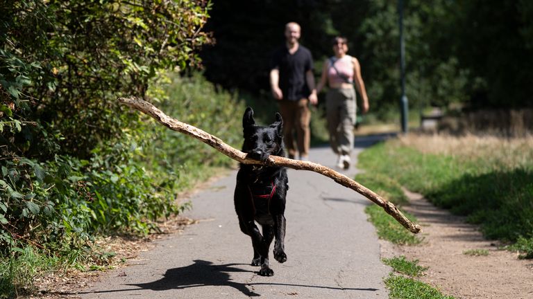 A dog in Barnes, London. Pic: PA
