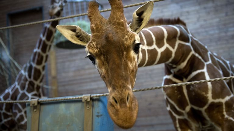 Marius the giraffe was put down and publicly fed to lions at at Copenhagen Zoo in Denmark. Pic: Keld Navntoft/AFP/Getty
